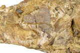 Hadrosaur Tooth, Bones & Turtle Shell in Sandstone - Wyoming #371517-2